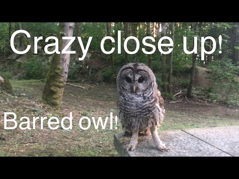 The Most Amazing Owl Encounter Ever!! Barred Owl!