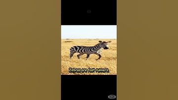Zebra Stripes: Why Do They Have Them? Fun Animal Facts for Kids! #animalsforkids #learningfun