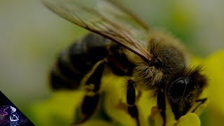 क्या हो अगर दुनिया की सारी मधुमक्खियाँ मर जाएँ ? What would happen if all the bees died? Hindi
