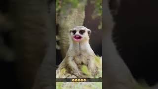 Kürtçe Komik Hayvan