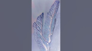 Qiantang River has a beautiful tidal tree again. The feather-like tree is lifelike and expresses