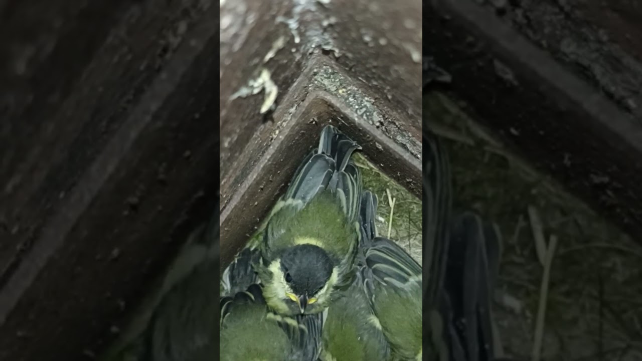 Familia de Carboneros #shorts #aves #animales #naturaleza