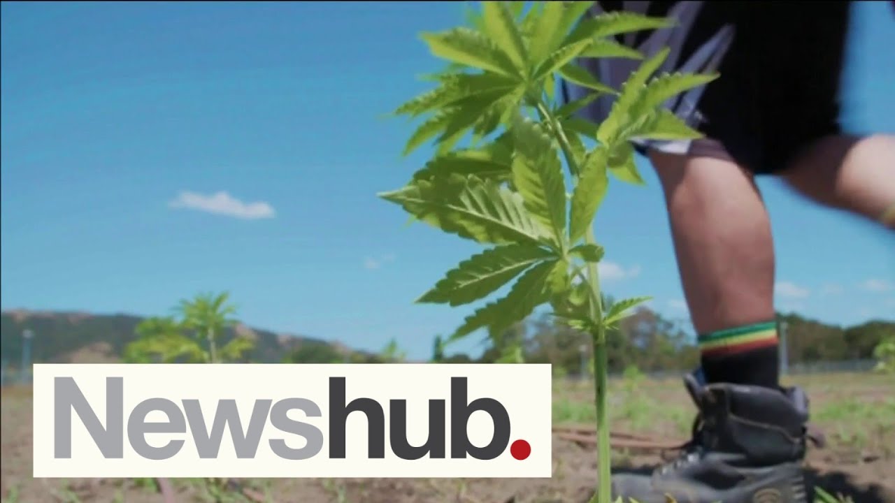 Medicinal cannabis company based in infamous NZ weed capital launches first product |  Newshub