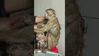 Meymunlarin Çimişi