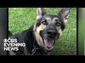 Rescue dog that nobody wanted saves life of new owner