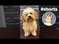 Maltipoo puppy  groomerok shorts