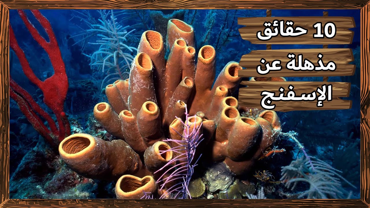 10 حقائق مذهلة عن حيوان الاسفنج