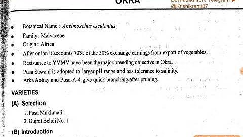 okra in horticulture crop☺️☺️