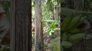 How to make a short banana tree bear fruit