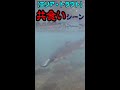 トラウトの共食いの瞬間!Moment of trout cannibalism!