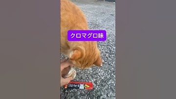 2025年10月18日地域猫はクロ鮪味私は目鉢鮪の朝食。