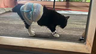 【猫】大好きだったちゅ〜るを欲しがらなくなったもんた