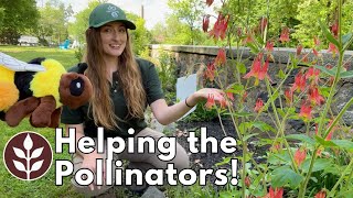 Helping the Pollinators! | Growing Wild 2024