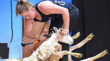 Amazing Modern Automatic Sheep Farming and Wool Manufacturing, Fastest Shearing & Fleece Processing