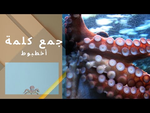 ماهو جمع كلمة أخطبوط 