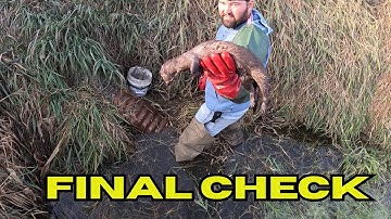 TRAPPING: FINAL RUN: MINK & RACCOONS!🦝🦝🦝 #mcsquallers #wildlife #trapping #hunting