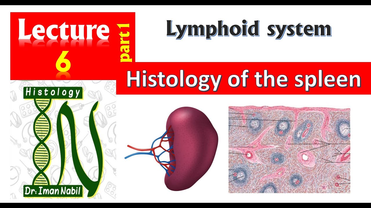 6a- Histology of the spleen