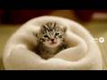 5冬に生まれた猫赤ちゃん、ここから始まる幸せの物語（教皇タイプ。あなたの魂の人物像は？）