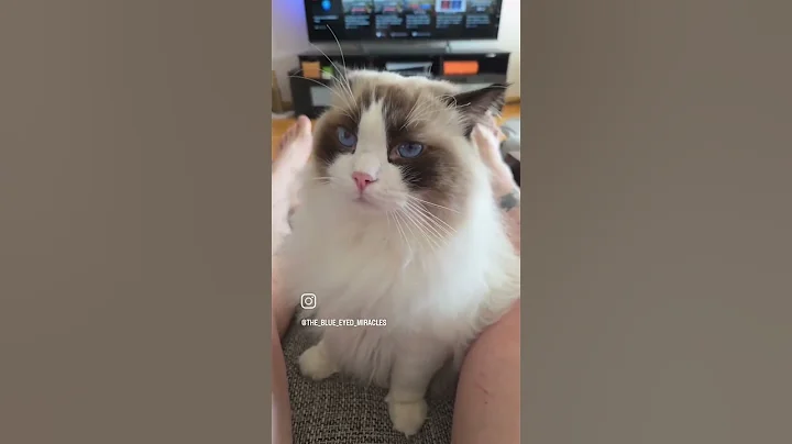 Video 11553791: ragdollcat catlover cutecat, ragdollcat cutecat cat, ragdollcat catlover cute, ragdollcat animals, cat fun cutecat