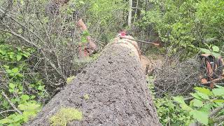 cutting a largeish windfall fir  with a small saw