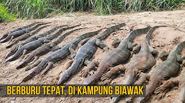BERBURU BIAWAK TEPAT DI KAMPUNG BIAWAK HASIL SANGAT BANYAK || PEST CONTROL || MONITOR LIZARD