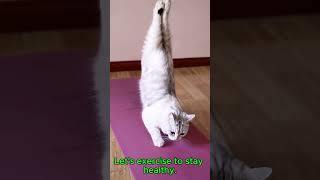 The cat is working out