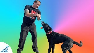 Dog Tug Game  How To Play Tug Of War With Your Dog  Professional Dog Training Tips