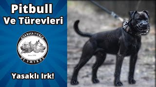 Pitbull ve Türevleri  Karıştırılan Türler  Yasaklı Irklar