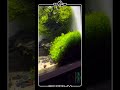 #اکواریوم_پلنت #ecorium #aquaplant #آکواریوم #plant #ADA #aquarium #anime #pets #funny