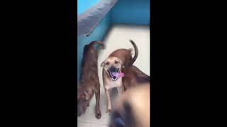 AngPow for Precious and her 12 Puppies AngPow for Precious and her 12 Puppies