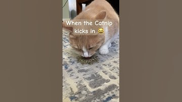 When the Catnip kicks in  #cat #funnycats #catlovers #pets #funny
