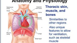 Chapter 29 Chest Injuries Intro JM