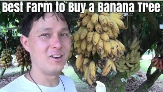 Best Farm to Buy a Banana Tree in South Florida