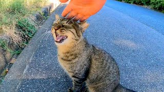 道路に野良猫がいたので近づいたら何か話し掛けてきた。