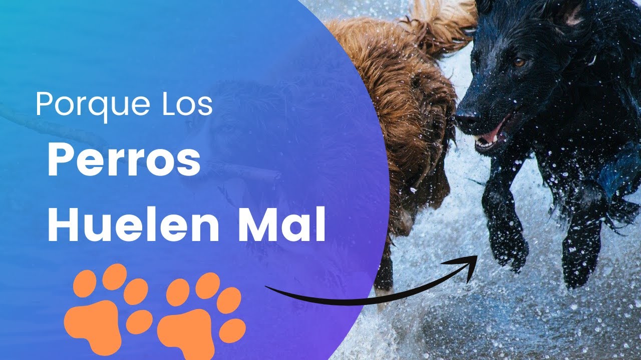 Porque Los Perros Huelen Mal Cuando Se Mojan www.youtube.com