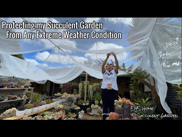 crested succulent 6'' Echeveria Candy Crested, Rare Live Succulent Plants  cocosucculent