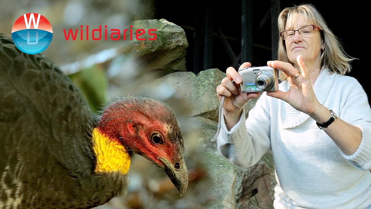 Megapodes Living in the Back Yard Sydney's Brush Turkeys YouTube