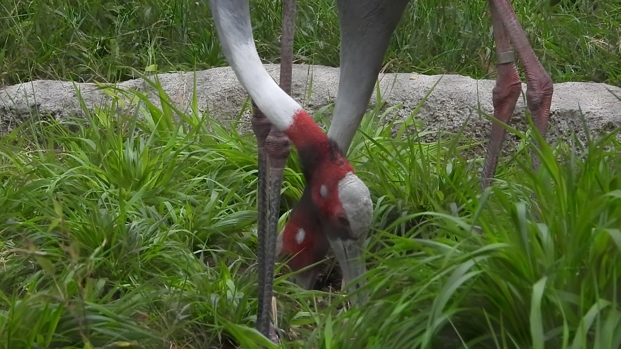 Sarus Crane Pair Feed at Dusk @ the Los Angeles Zoo