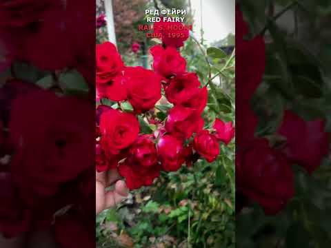 Video: Red-flowered Gravilat Sa Hardin