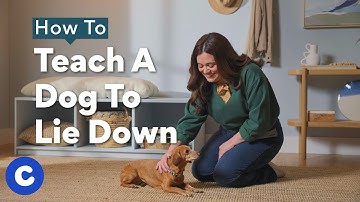How To Teach A Dog To Lie Down | Chewtorials