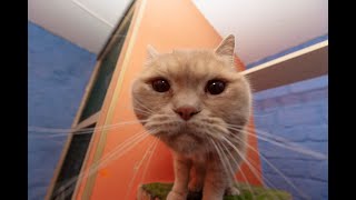 Это Видео Подарит Вам Улыбку! Подборка Смешных И Милых Моментов С Котами И Кошками! Funny Cats! #23