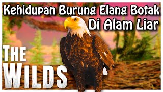 Aku Ingin Terbang Tinggi Seperti Elang  The Wilds Indonesia