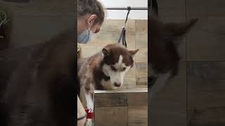 grooming husky