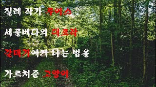꿈꾸는 당신😍(칠레 작가 루이스 세풀베다의 대표작 갈매기에게 나는 법을 가르쳐준 고양이!!)