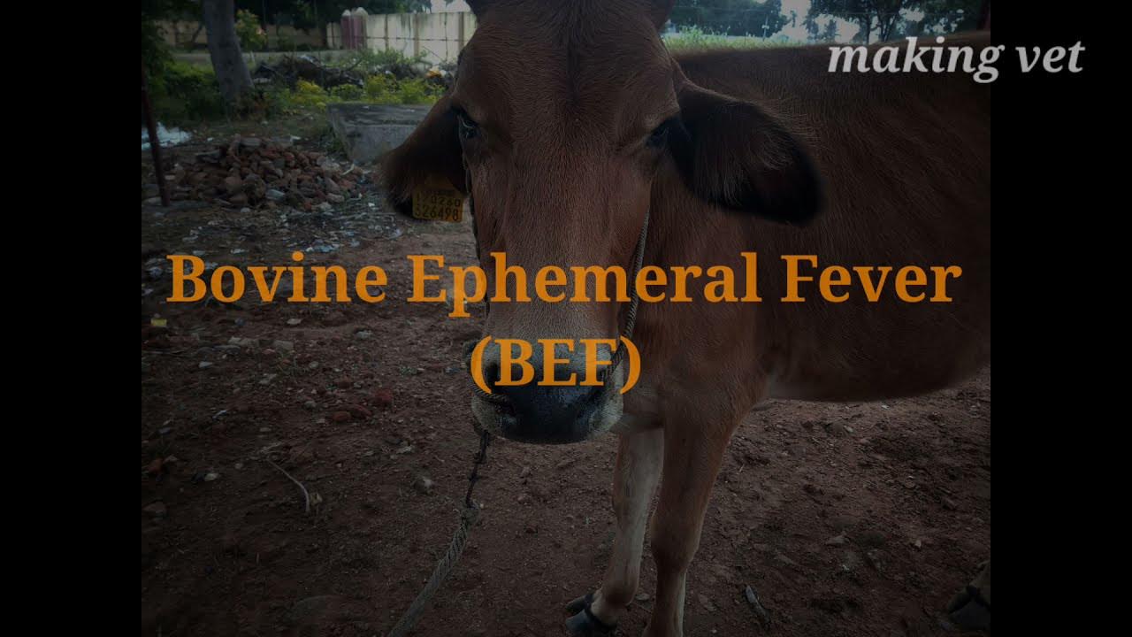 Bovine Ephemeral Fever ( BEF) in cattle YouTube