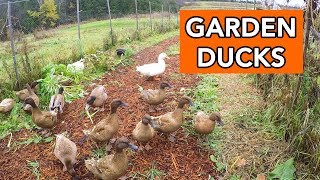 Ducks for Pest Management in the Garden