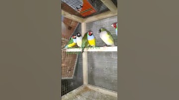 java finch - java sparrow colourful #java #finch #sparrow #colourful #shorts #subscribe #trending