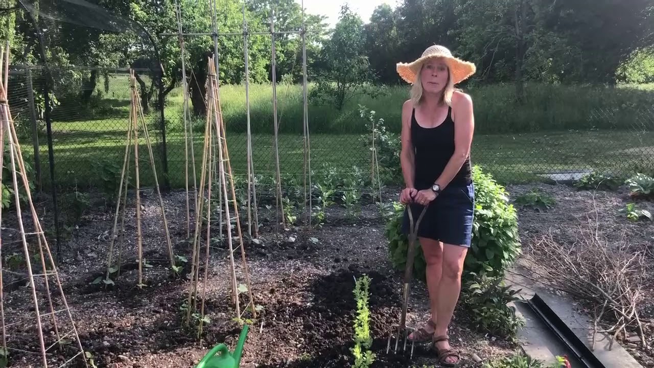 Planting out and Supporting Peas