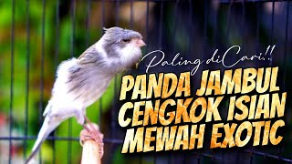 PANDA JAMBUL CENGKOK ISIAN MEWAH EXITIC  - MASTERAN KENARI ISIAN BLACKTHROAT GACOR SUARA JERNIH