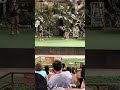 Bird Show Youtubeshorts Bird Show Youtubeshorts